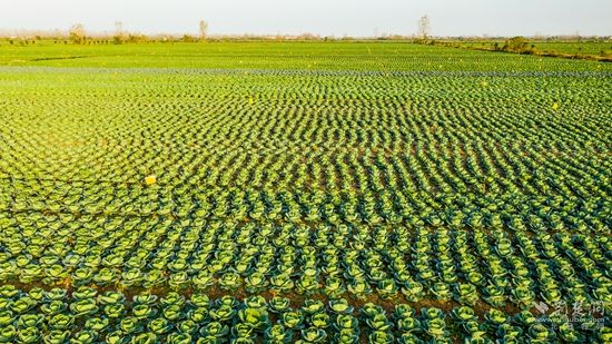 DJI_0105嘉魚縣潘家灣鎮萬畝蔬菜基地  雷平攝.jpg.jpg