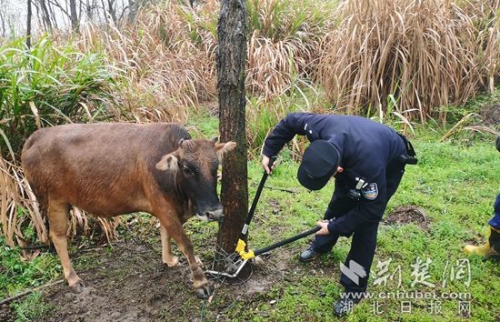 救援被獸夾困住的黃牛 (4).jpg.jpg