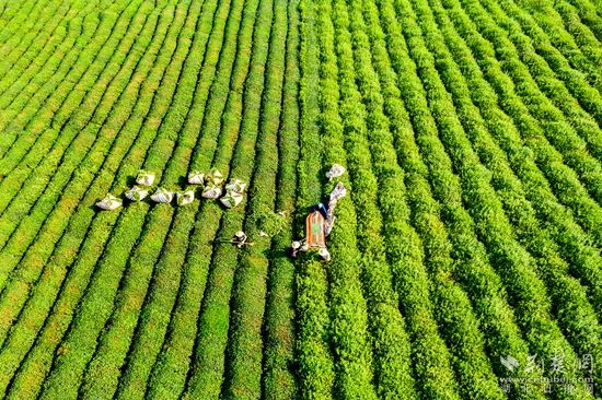 萬(wàn)畝茶園  劉克強(qiáng)_副本.jpg.jpg